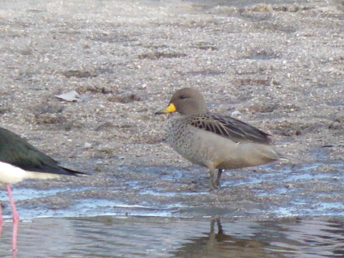 Yellow-billed Teal - ML623591533