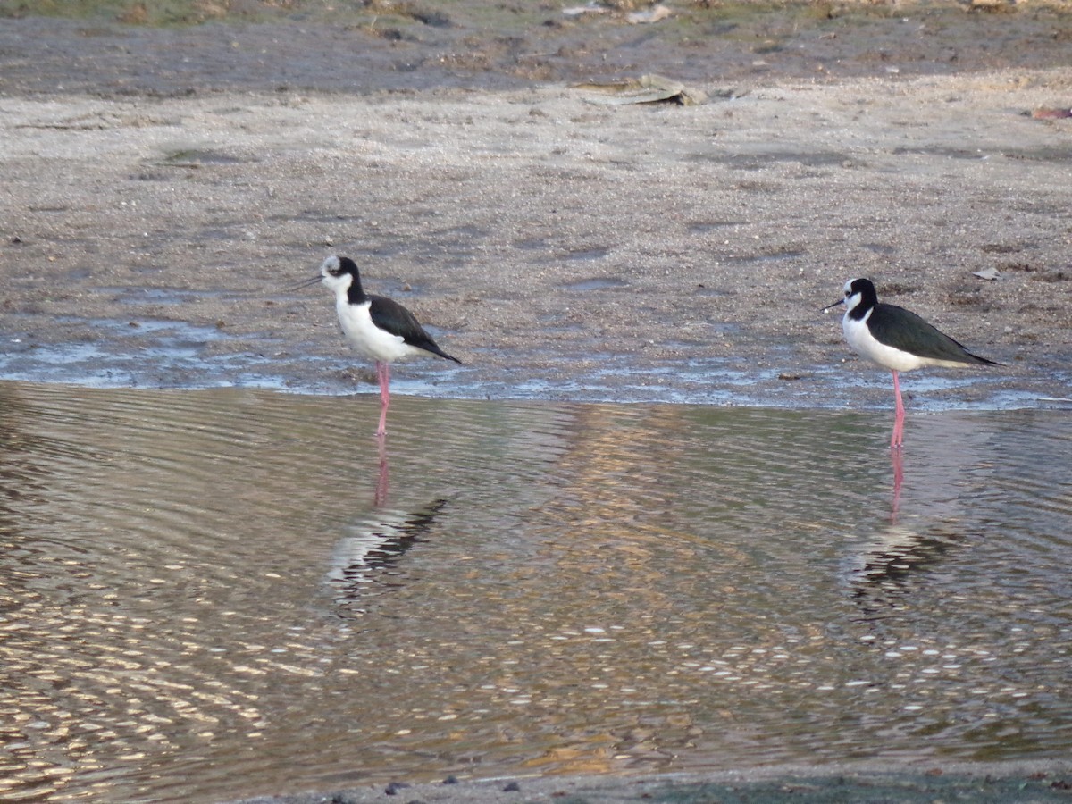 Black-necked Stilt - ML623591539