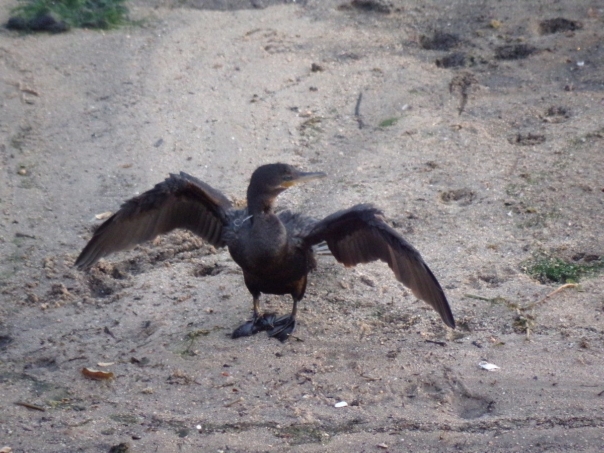 Neotropic Cormorant - ML623591541