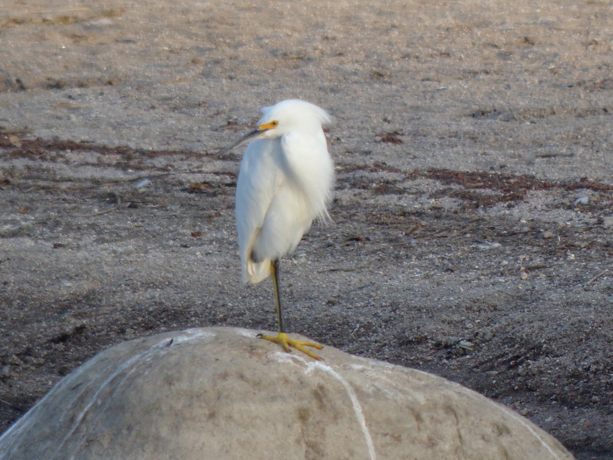 Snowy Egret - ML623591542