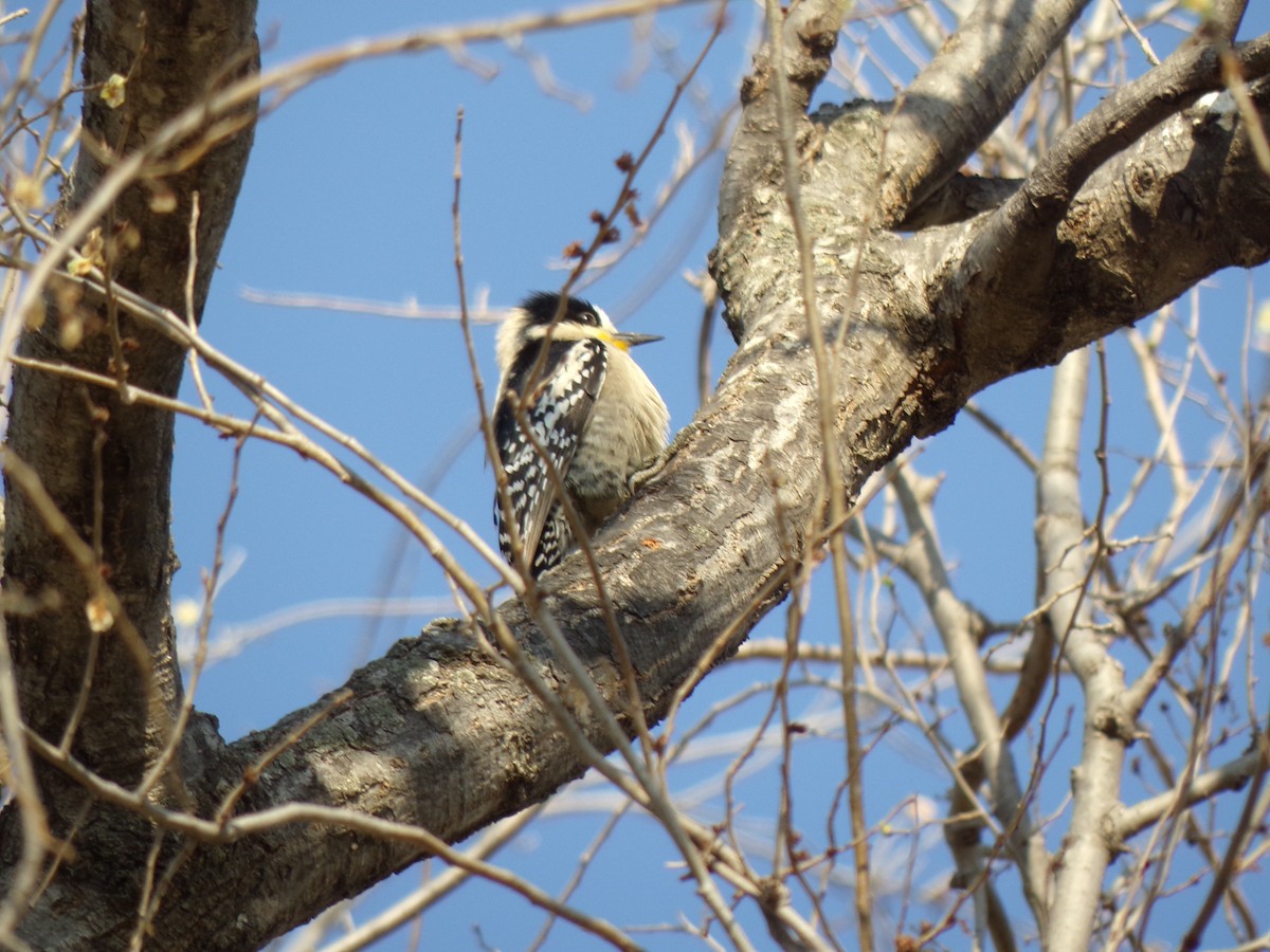 White-fronted Woodpecker - ML623591580