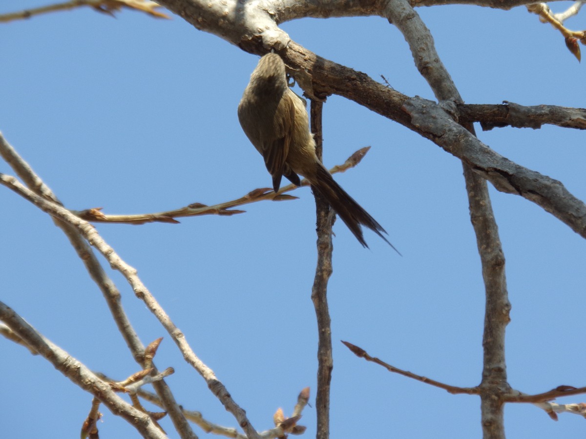 Tufted Tit-Spinetail - ML623591586