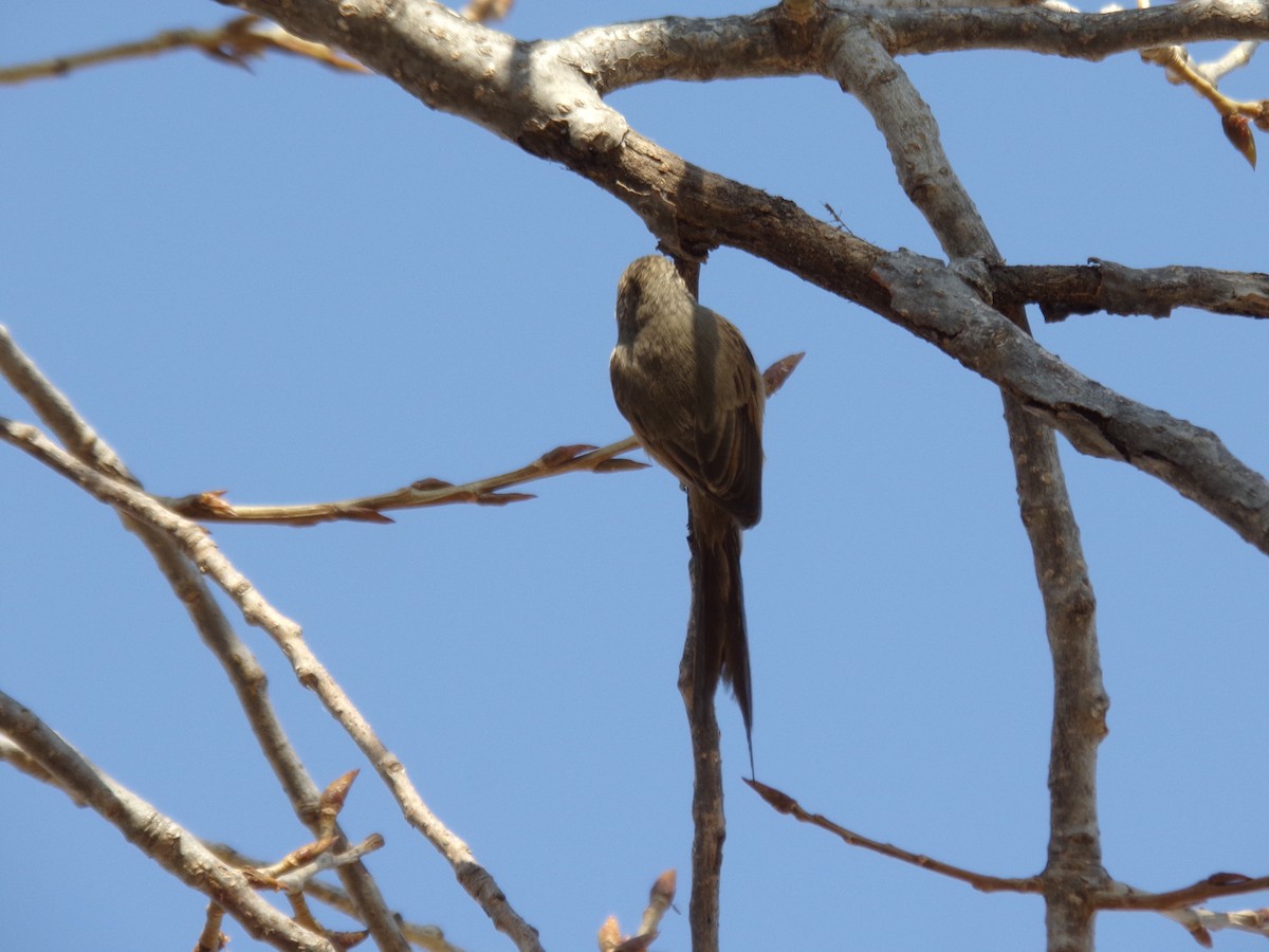 Tufted Tit-Spinetail - ML623591587