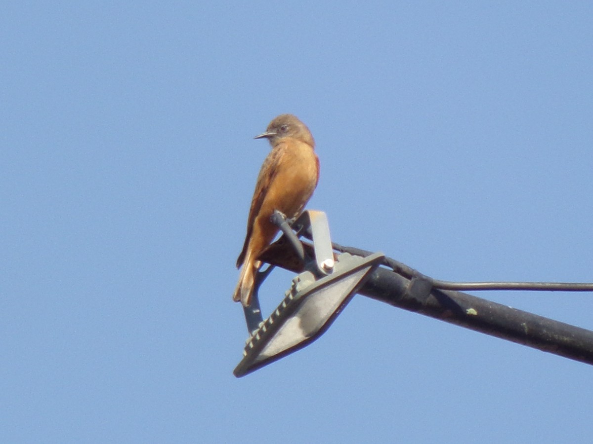 Cliff Flycatcher - ML623591592