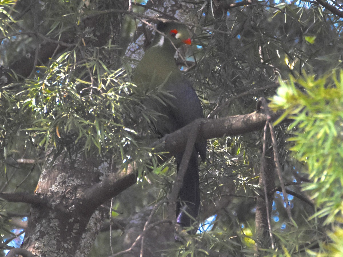 White-cheeked Turaco - ML623591628