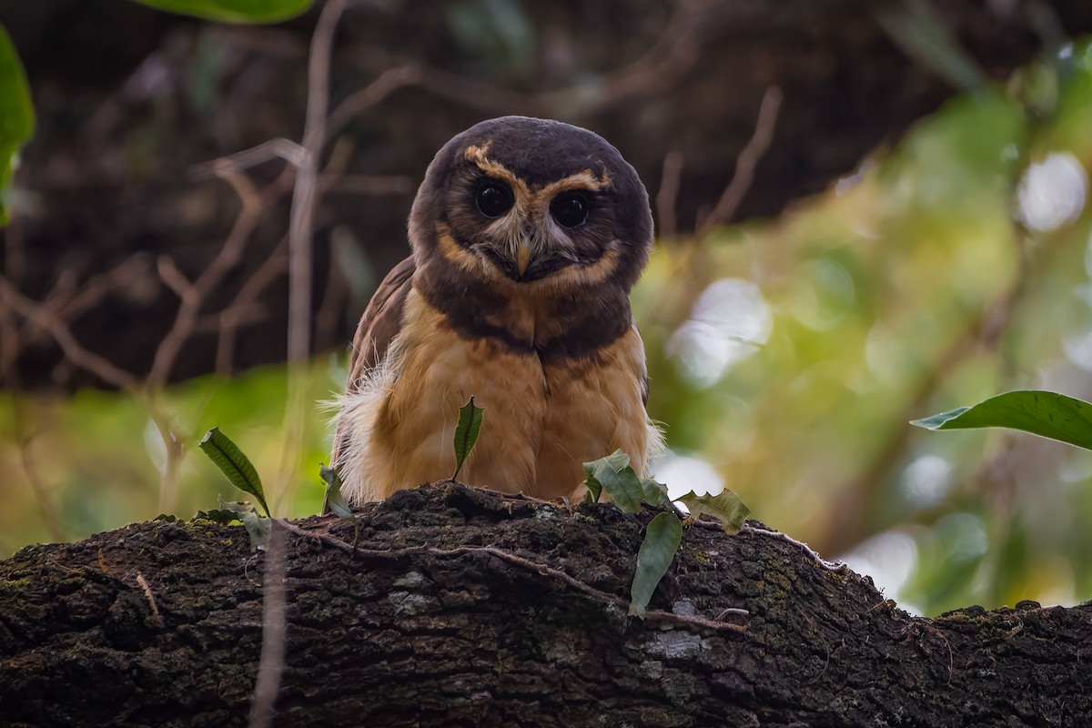 Tawny-browed Owl - ML623591636