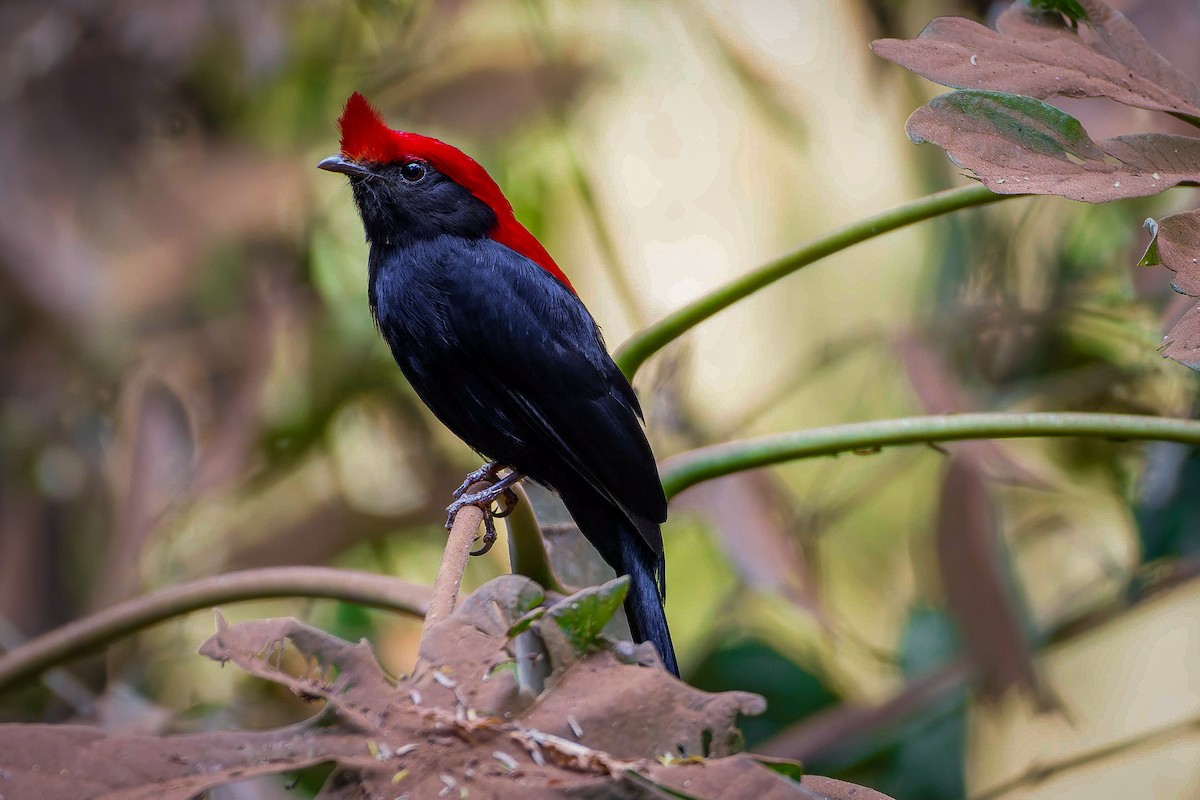 Helmeted Manakin - ML623591642