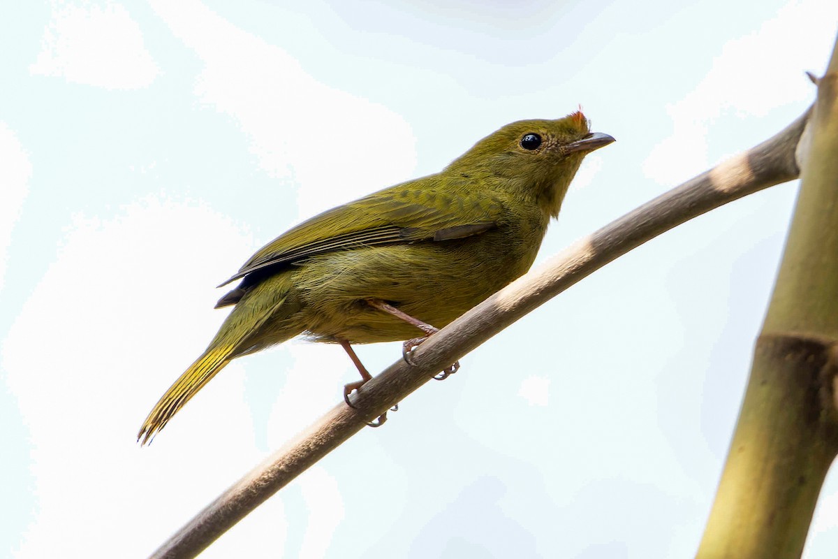 Helmeted Manakin - Leandro Rezende