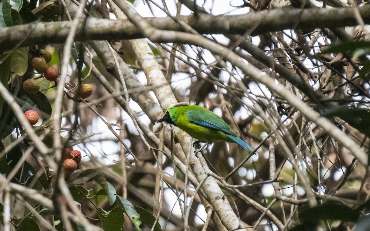 Bornean Leafbird - ML623591653