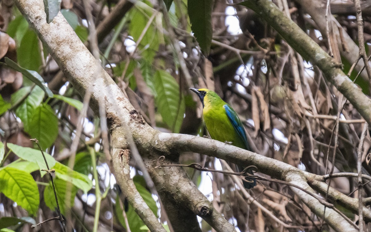 Bornean Leafbird - ML623591654