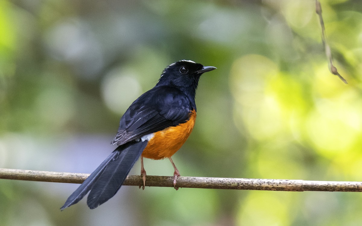 White-crowned Shama - ML623591661