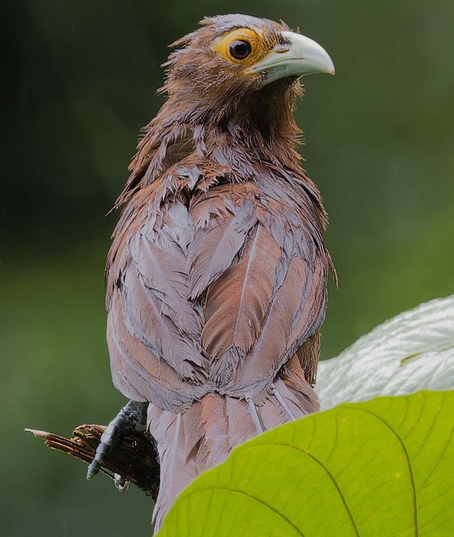 Rufous Coucal - ML623591669