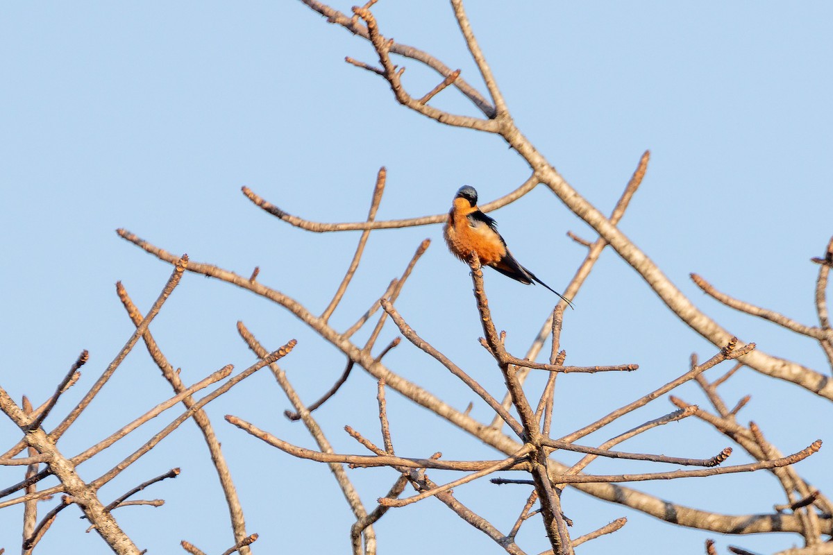 Rufous-chested Swallow - ML623591685