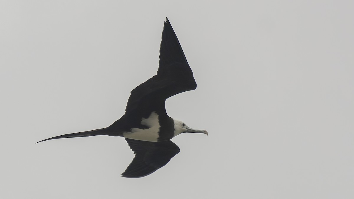 Ascension Frigatebird - ML623591695