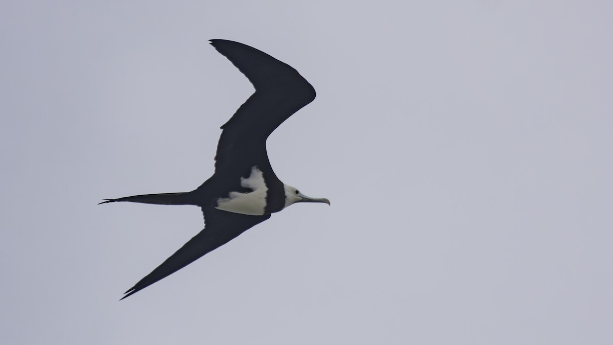 Ascension Frigatebird - ML623591699