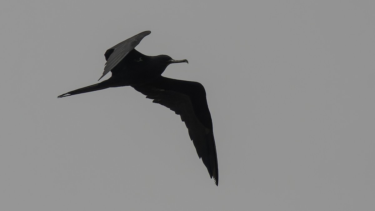 Ascension Frigatebird - ML623591703