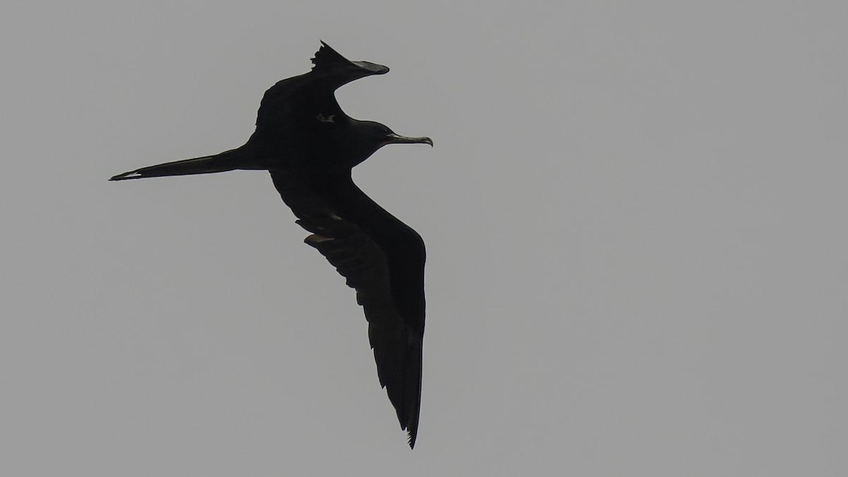 Ascension Frigatebird - ML623591704