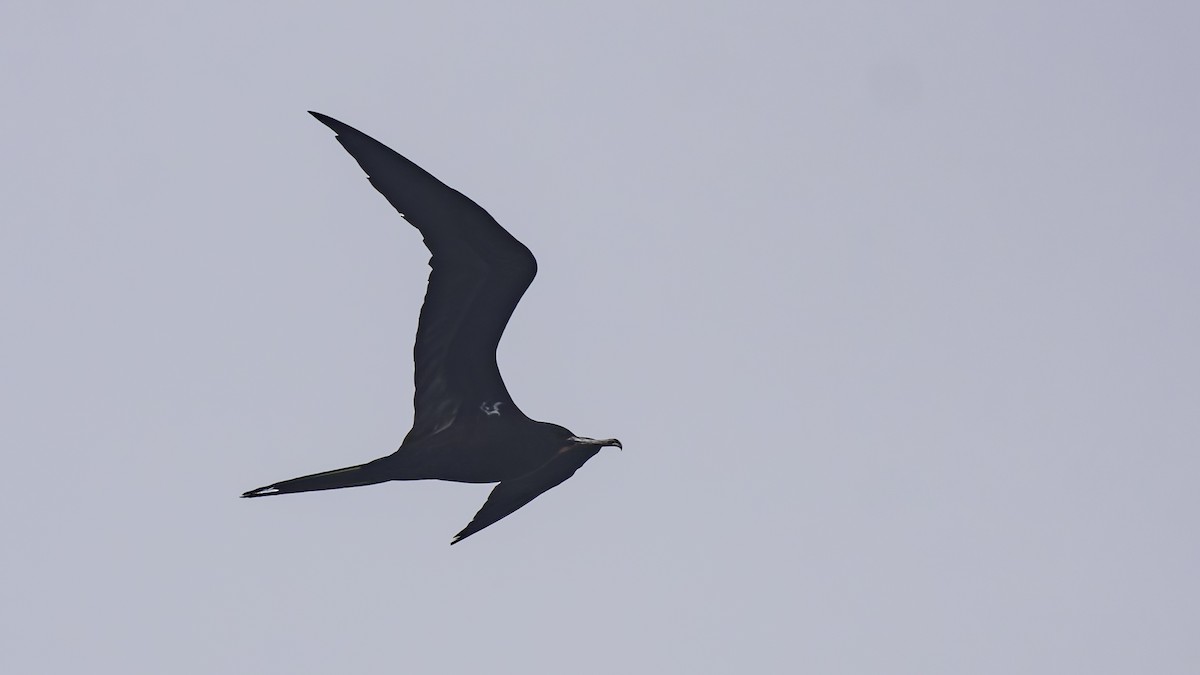 Ascension Frigatebird - ML623591705