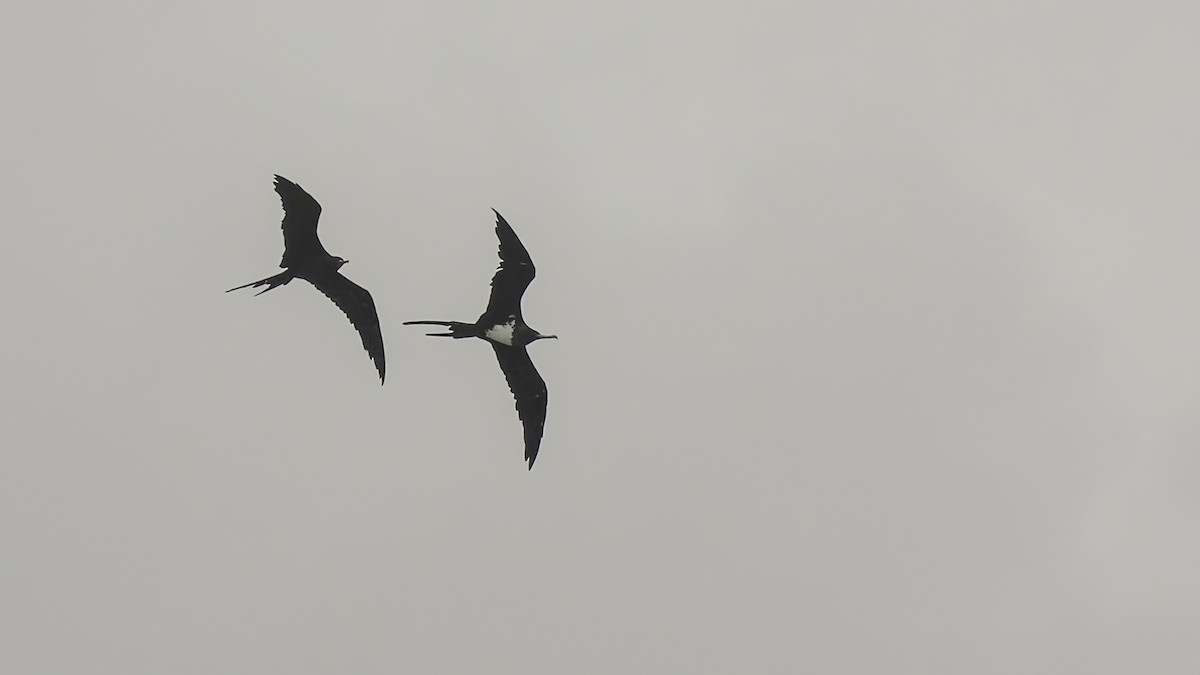 Ascension Frigatebird - Robert Tizard