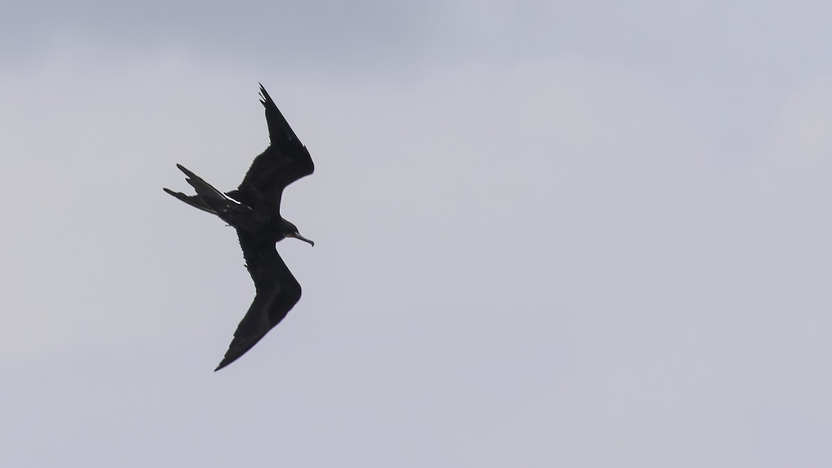 Ascension Frigatebird - ML623591712