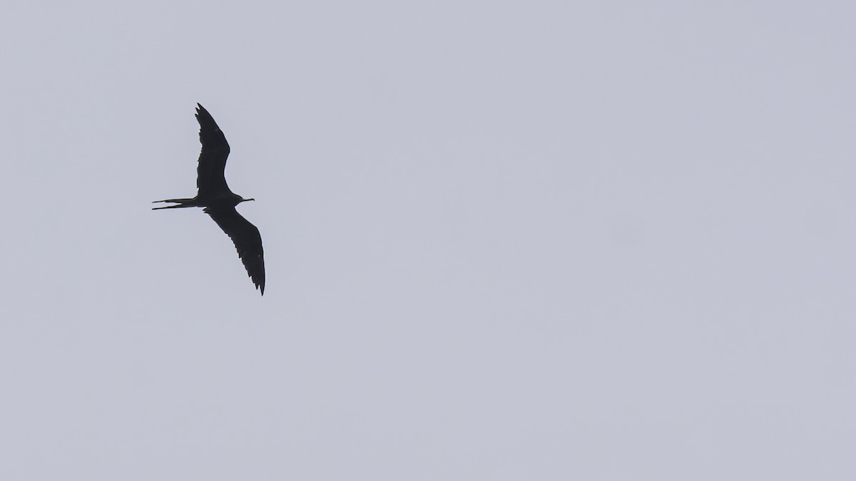 Ascension Frigatebird - ML623591713