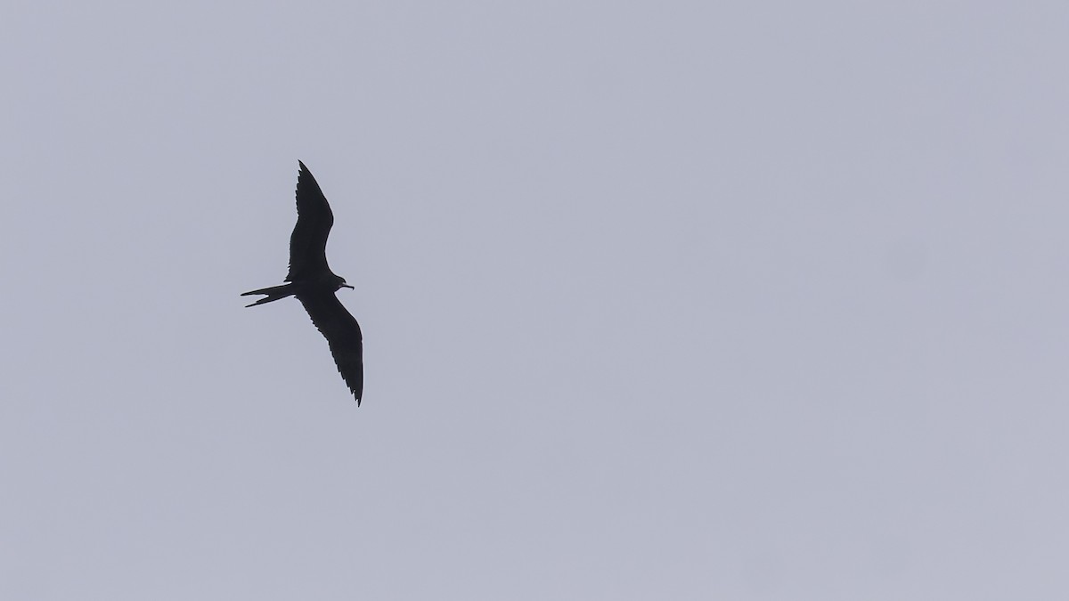 Ascension Frigatebird - ML623591714