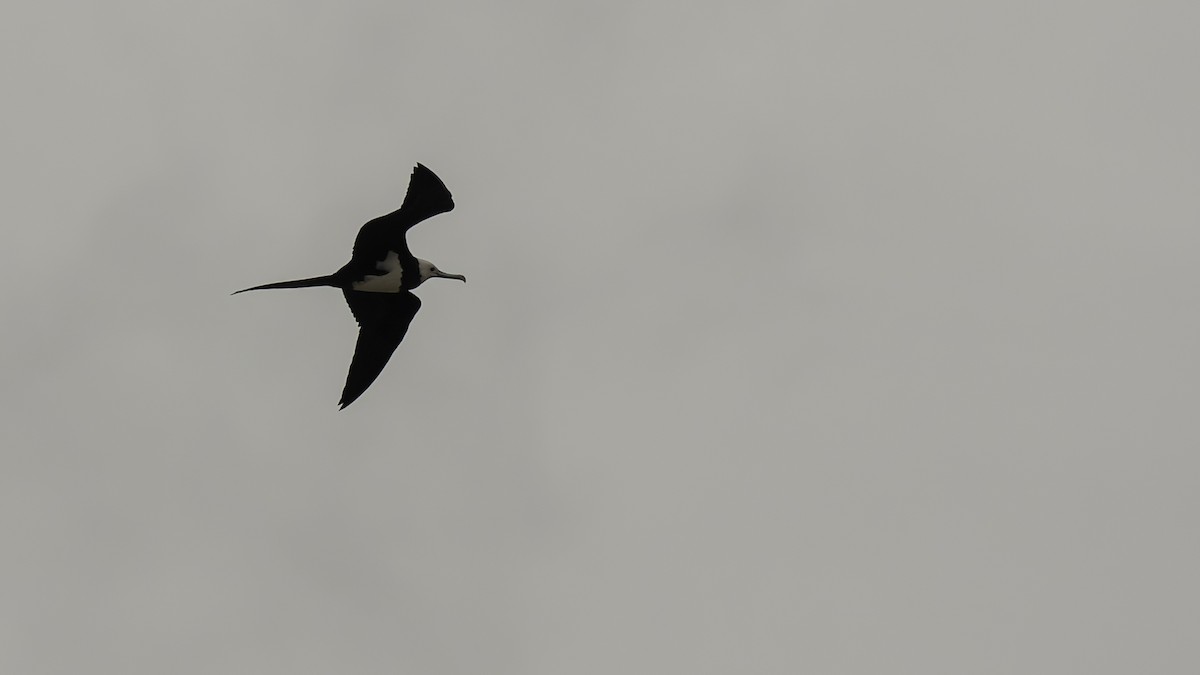 Ascension Frigatebird - ML623591717