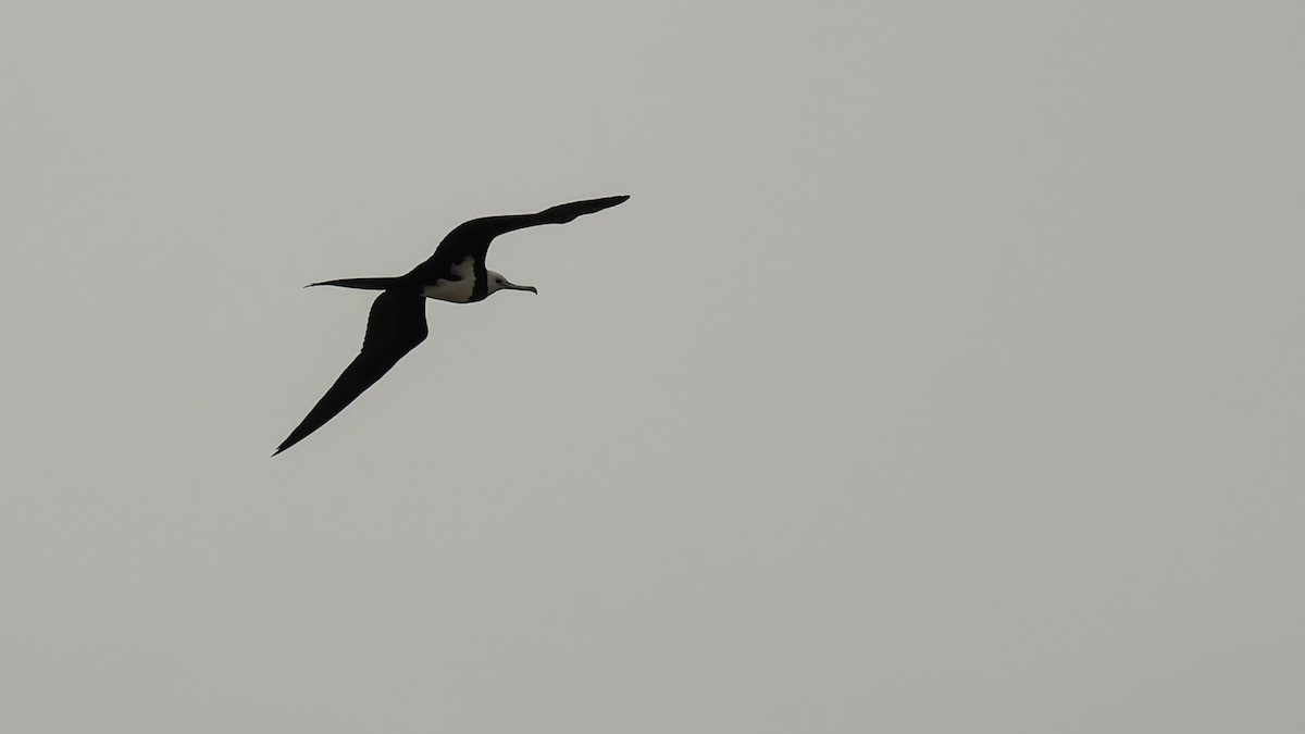 Ascension Frigatebird - ML623591718