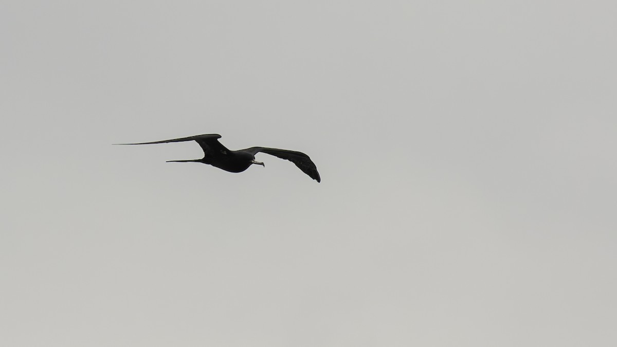 Ascension Frigatebird - ML623591719