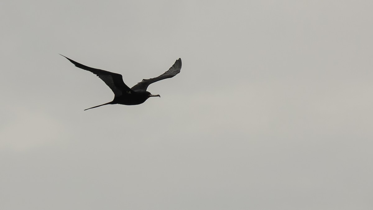 Ascension Frigatebird - ML623591720