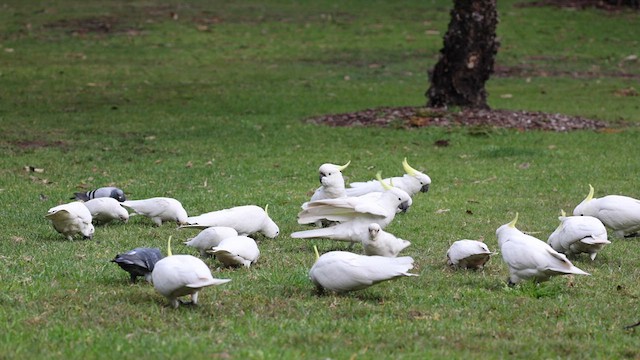 Little Corella - ML623591722