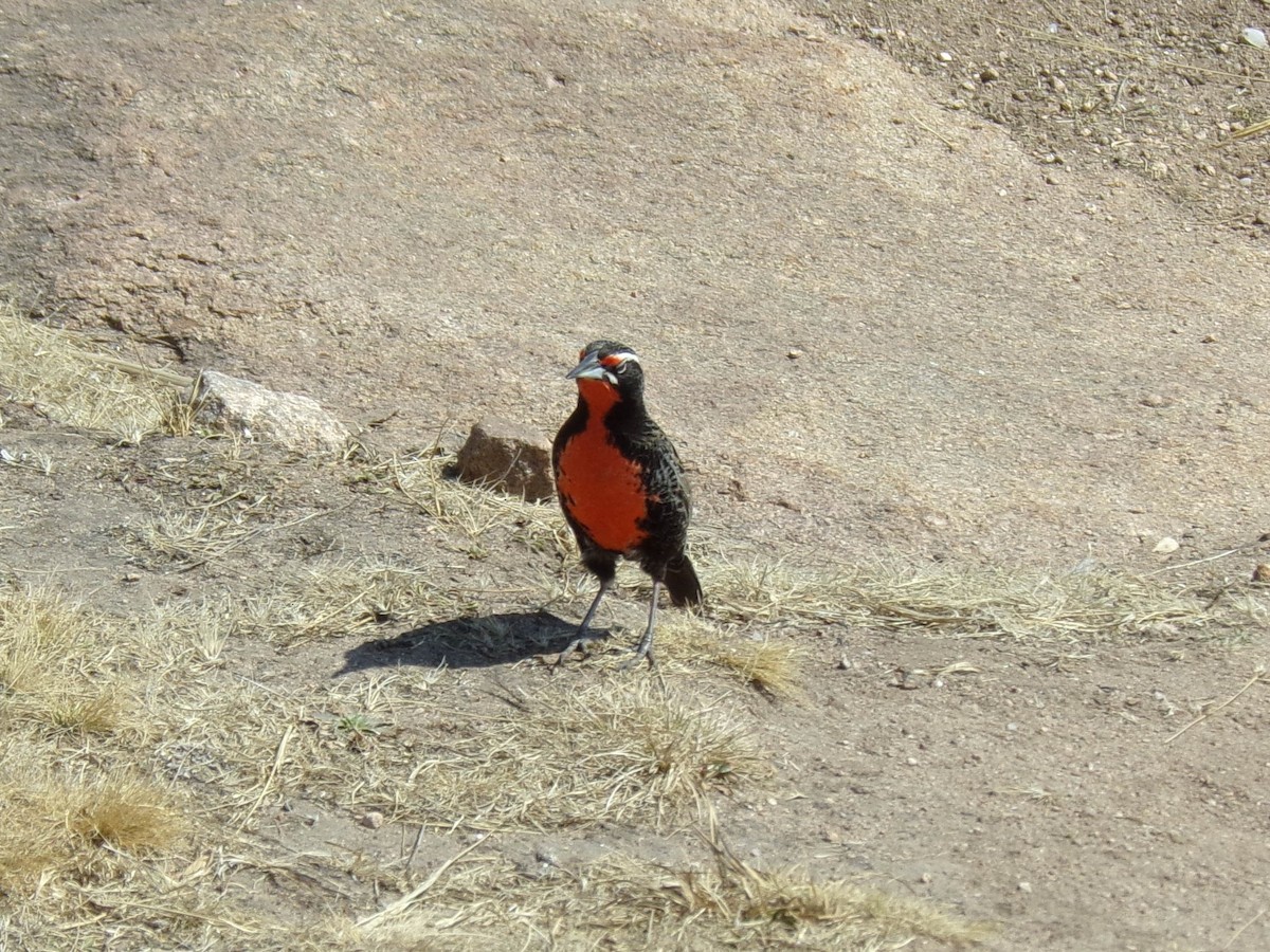 Long-tailed Meadowlark - Martin  Juarez