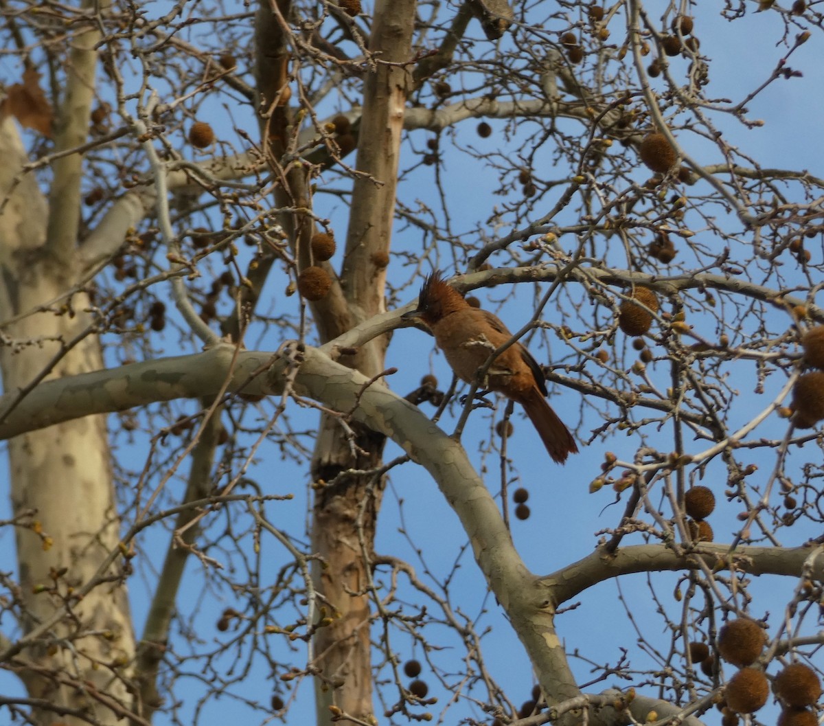 Brown Cacholote - ML623591801