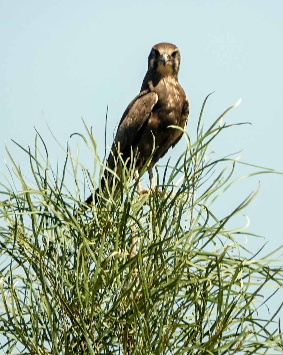 Brown Falcon - ML623591805