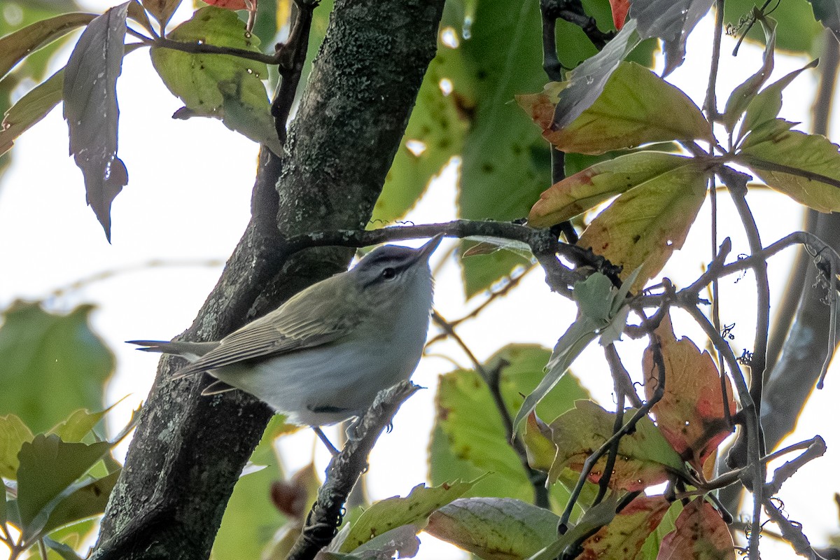 Vireo Ojirrojo - ML623591808