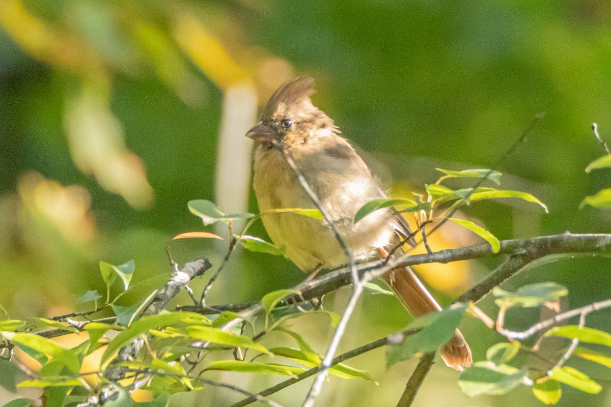 Kırmızı Kardinal - ML623591839