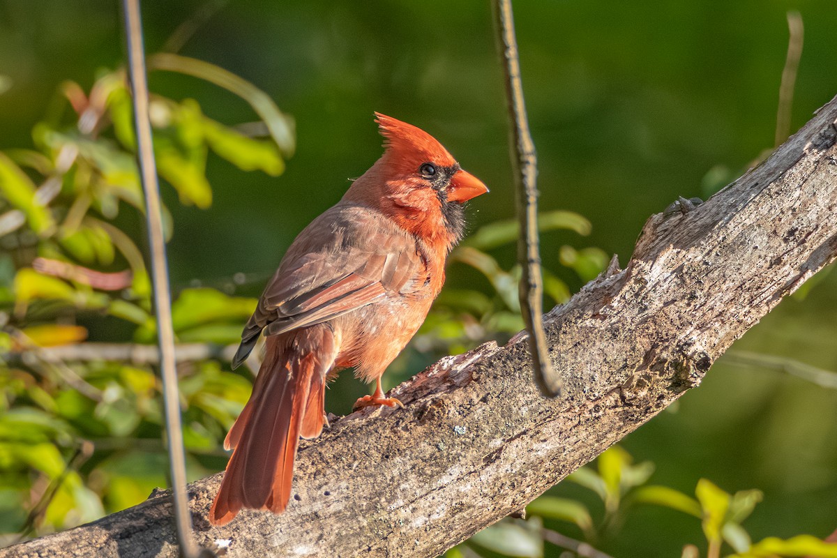 Kırmızı Kardinal - ML623591840