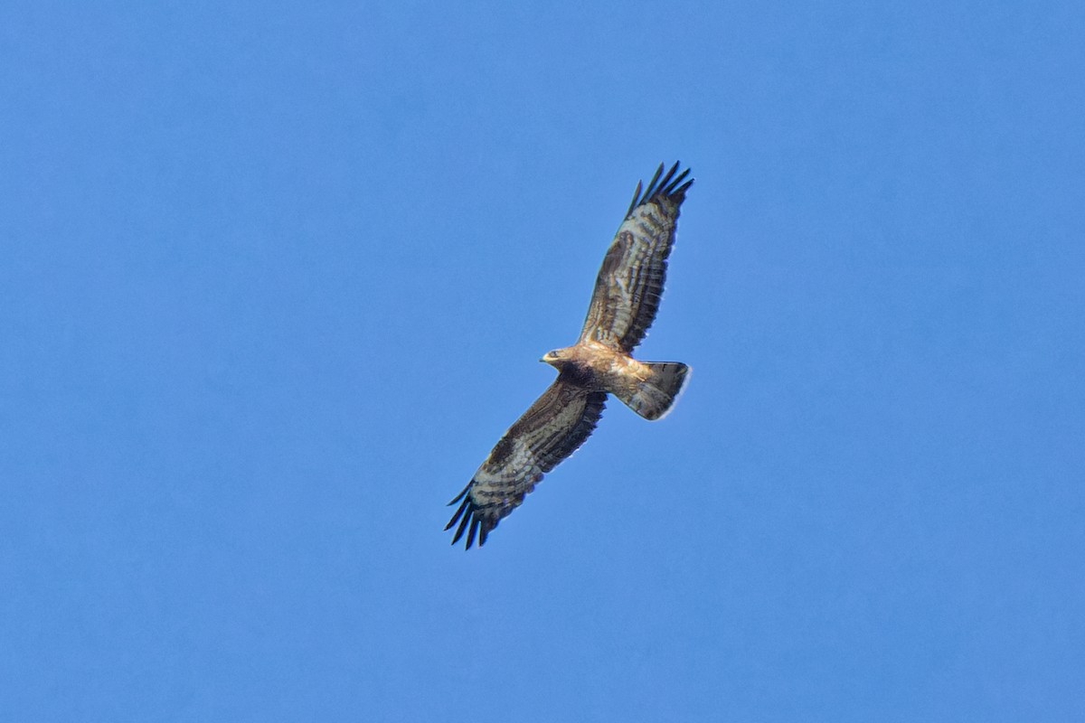 European Honey-buzzard - ML623591843