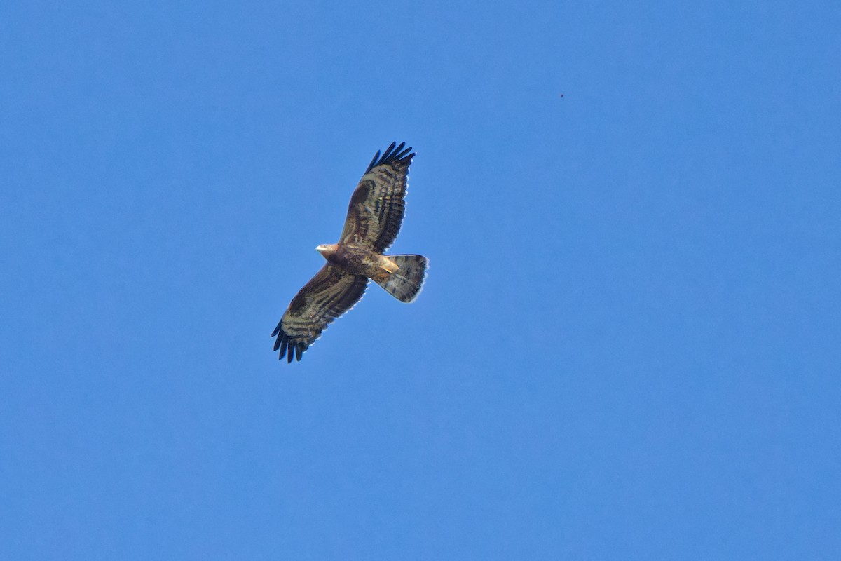 European Honey-buzzard - ML623591844