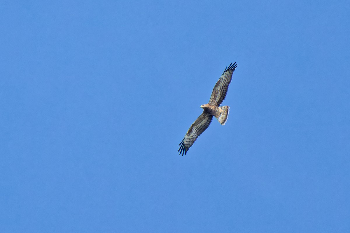 European Honey-buzzard - ML623591845