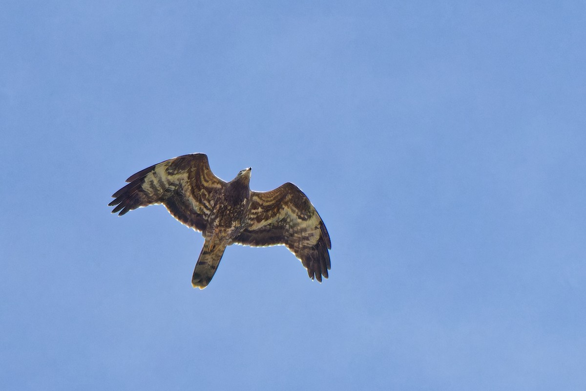 European Honey-buzzard - ML623591846