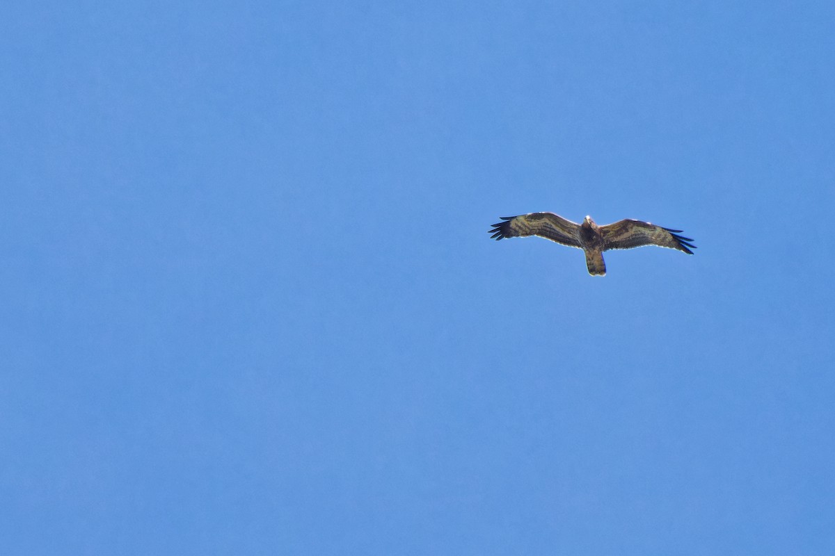 European Honey-buzzard - ML623591847