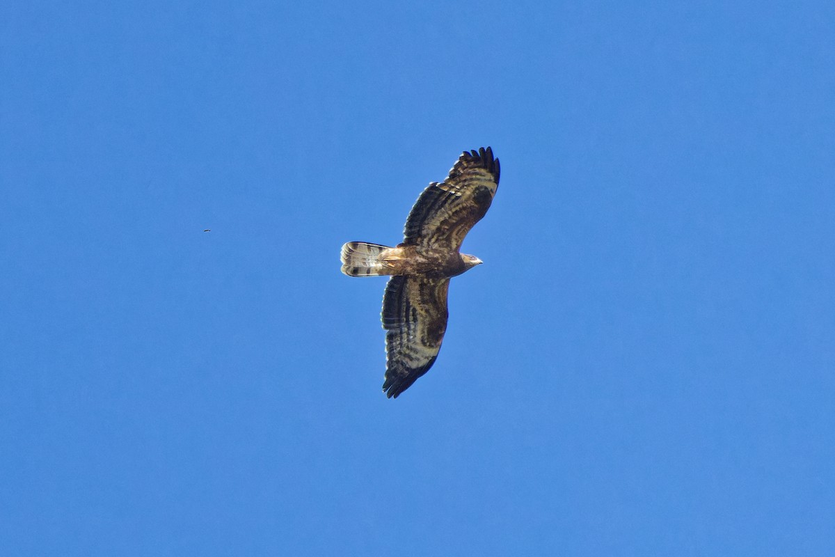 European Honey-buzzard - ML623591848