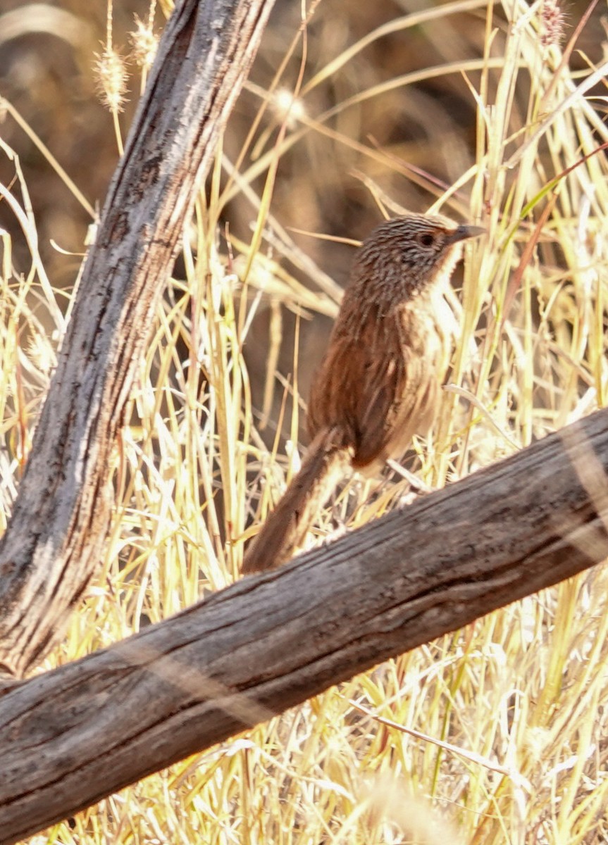 Dusky Grasswren - ML623591850