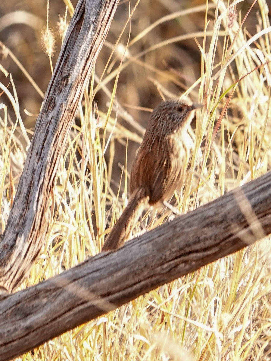 Dusky Grasswren - ML623591851