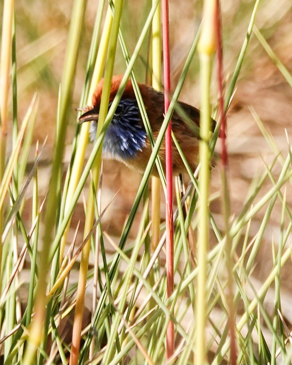 Rufous-crowned Emuwren - ML623591862