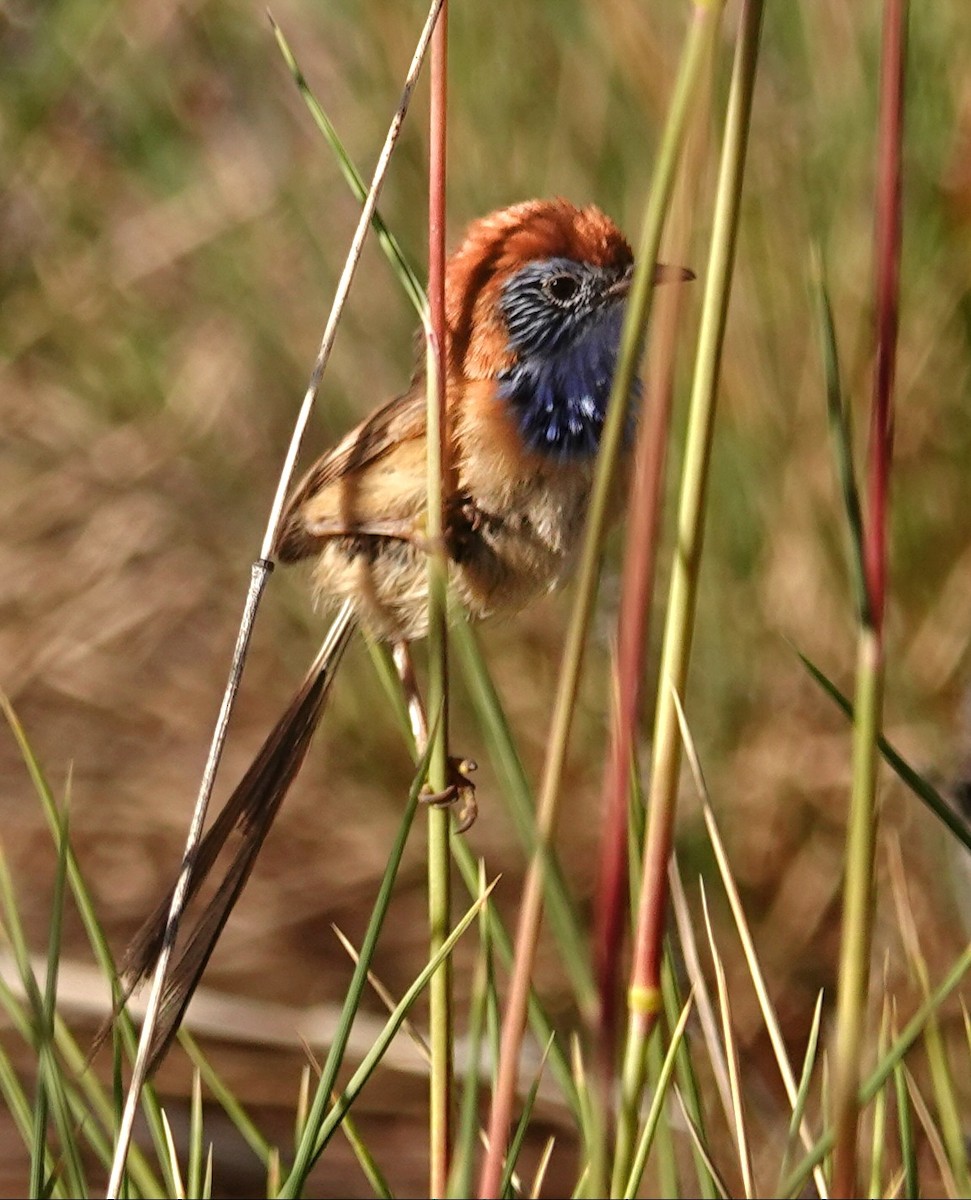 Rufous-crowned Emuwren - ML623591863