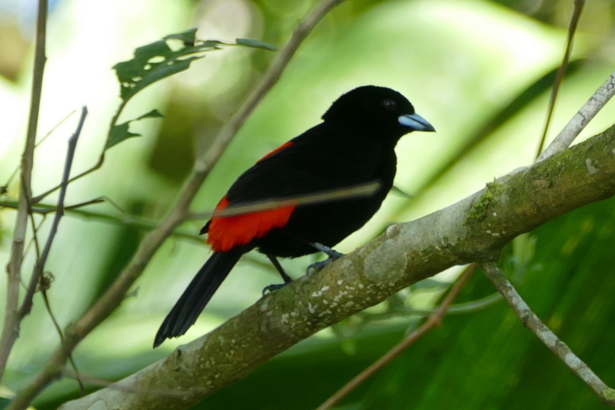 Scarlet-rumped Tanager - ML623591868