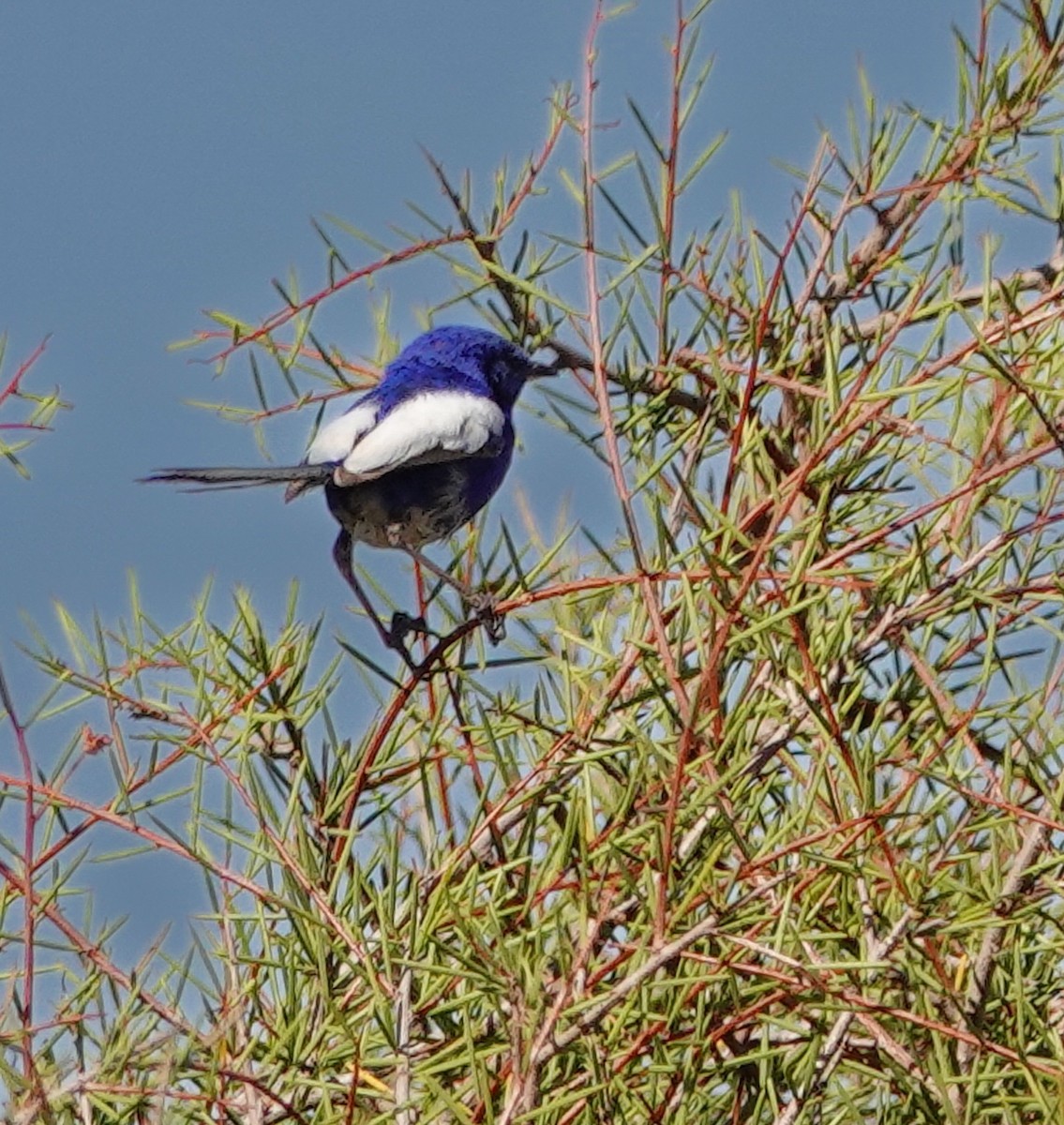 White-winged Fairywren - ML623591874