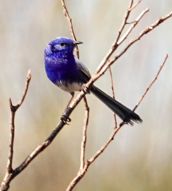 White-winged Fairywren - ML623591875